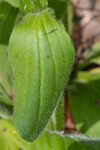 Common Leopardbane